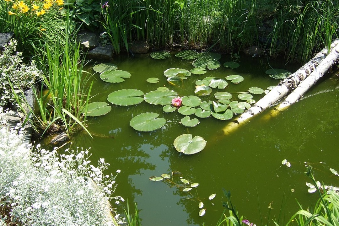 bassin jardin