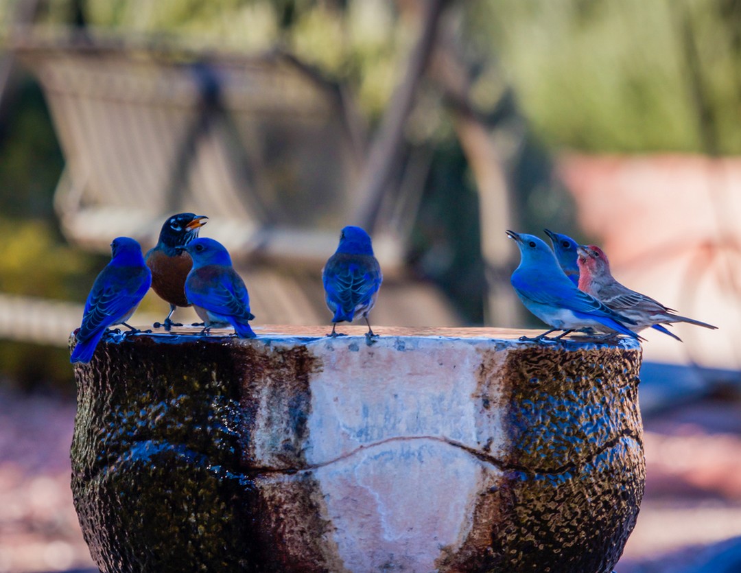 fontaine à oiseaux